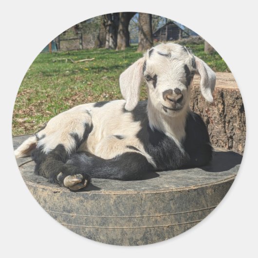 ヤギのステッカーセット6 ラウンドシール (正面)