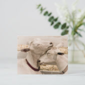 ヤギのスナグリング ポストカード (スタンド正面)