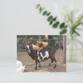 ヤギのタクシー ポストカード (スタンド正面)