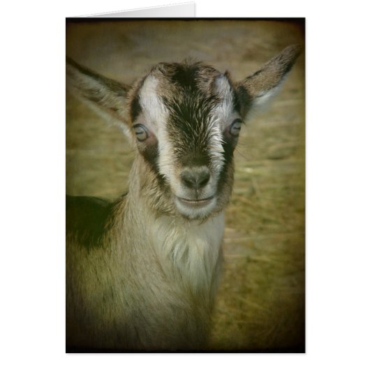 ヤギのバニー (正面)