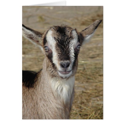 ヤギのバニー (正面)