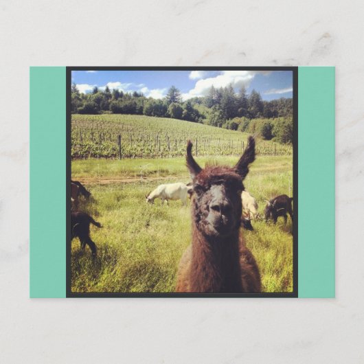 ヤギのパワーチームポストカード ポストカード (正面)