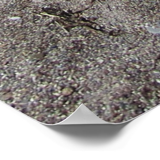 ヤギのビーチ ポスター (角)