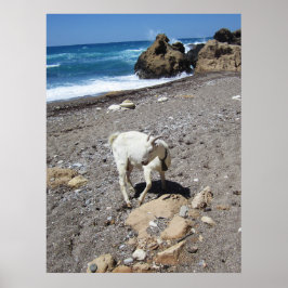 ヤギのビーチ ポスター