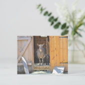 ヤギのポストカード ポストカード (スタンド正面)