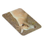 ヤギの写真マグネット マグネット (右側)