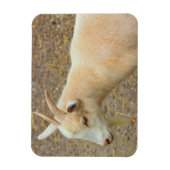 ヤギの写真マグネット マグネット (縦)