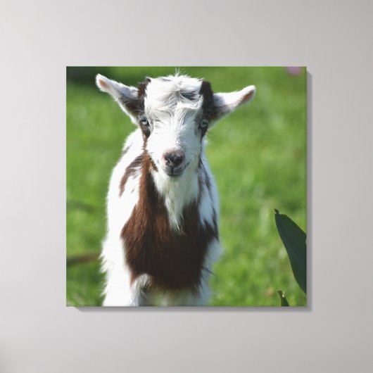 ヤギの写真 キャンバスプリント (正面)