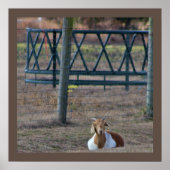 ヤギの写真 ポスター (正面)