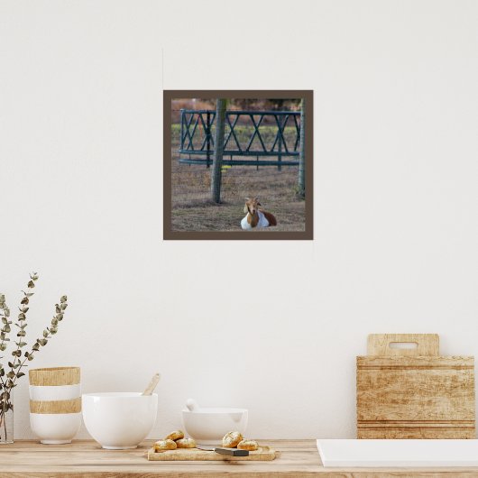 ヤギの写真 ポスター (キッチン)