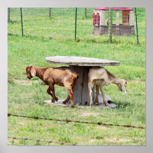 ヤギの写真 ポスター (正面)