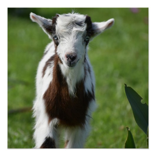 ヤギの写真 ポスター (正面)