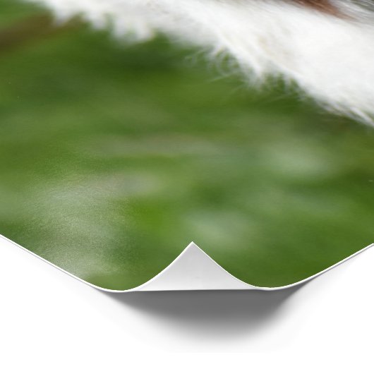 ヤギの写真 ポスター (コーナー)