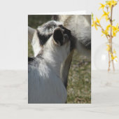 ヤギの子がミルクを飲む母の日 カード (黄色い花)