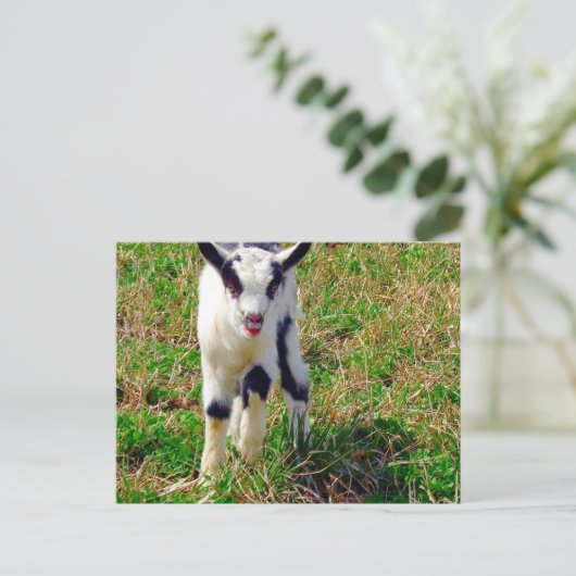 ヤギの子どもの小さなスポット ポストカード (スタンド正面)