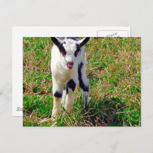 ヤギの子どもの小さなスポット ポストカード (正面/裏面)