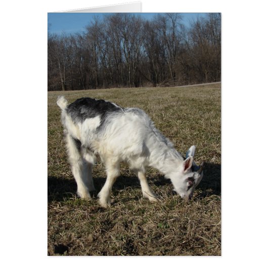 ヤギの子どもをしゃがむ (正面)