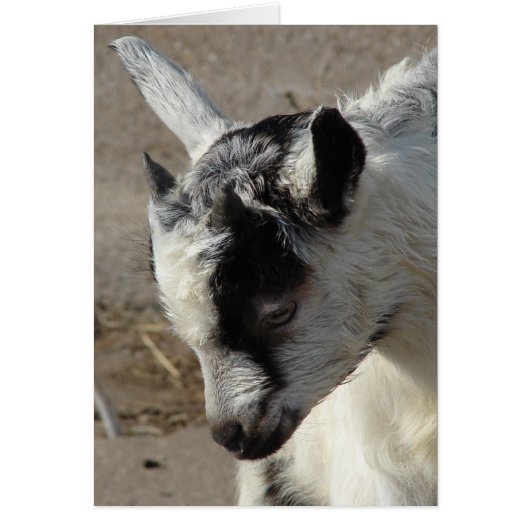 ヤギの子をムース (正面)