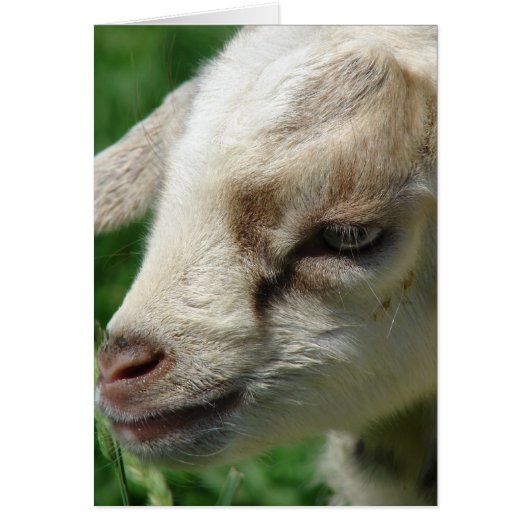 ヤギの子を花で飾る (正面)