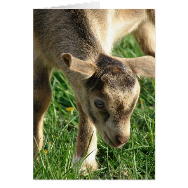 ヤギの子イースターを雷 (正面)