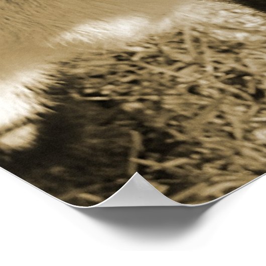 ヤギの子サムバリナ ポスター (角)