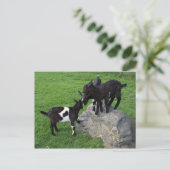 ヤギの子供 ポストカード (スタンド正面)