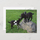 ヤギの子供 ポストカード (正面/裏面)