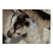 ヤギの子 (正面横)