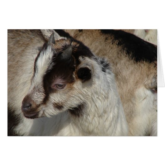 ヤギの子 (正面横)