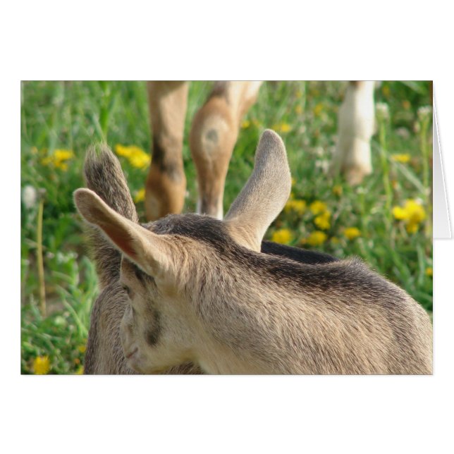 ヤギの子 (正面横)