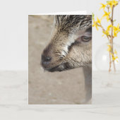 ヤギの子 カード (黄色い花)