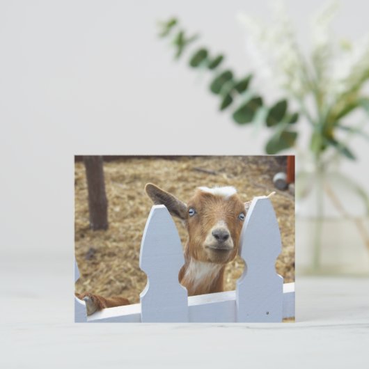ヤギの挨拶 ポストカード (スタンド正面)