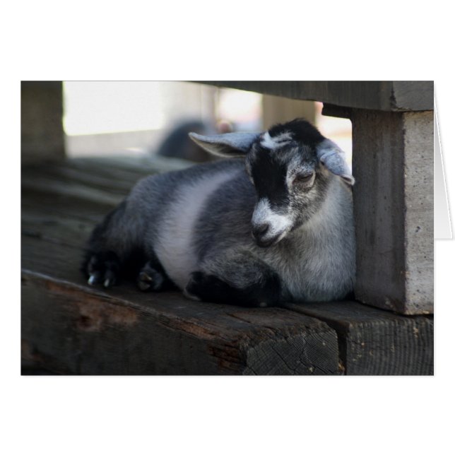 ヤギの空白のなカード (正面横)