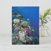 ヤギの群のまわりに生サンゴ カード (スタンド正面)