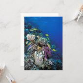 ヤギの群のまわりに生サンゴ カード (正面/裏面インサイチュ)