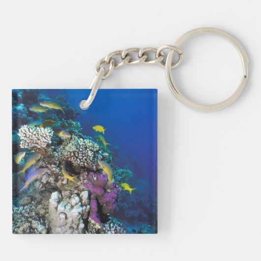 ヤギの群のまわりに生サンゴ キーホルダー (裏面)