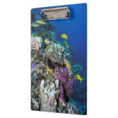 ヤギの群のまわりに生サンゴ クリップボード (左)