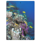 ヤギの群のまわりに生サンゴ クリップボード (裏面)