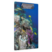 ヤギの群のまわりに生サンゴ クリップボード (右)