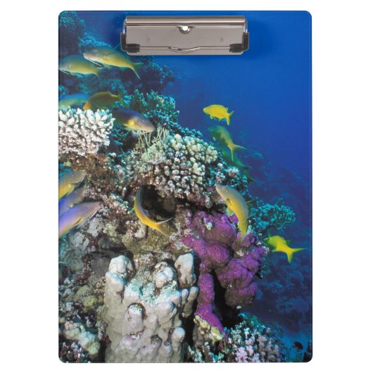 ヤギの群のまわりに生サンゴ クリップボード (正面)