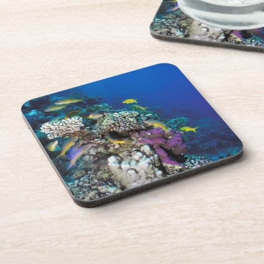 ヤギの群のまわりに生サンゴ コースター (左側)