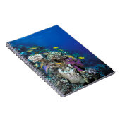 ヤギの群のまわりに生サンゴ ノートブック (右側)