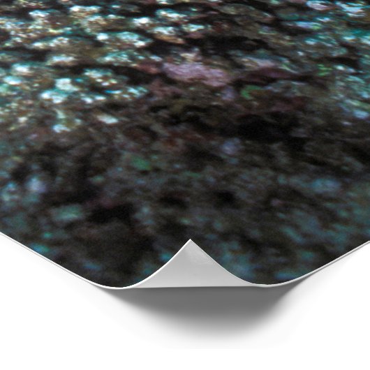 ヤギの群のまわりに生サンゴ ポスター (角)