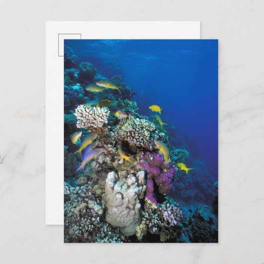 ヤギの群のまわりに生サンゴ ポストカード (正面/裏面)