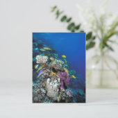 ヤギの群のまわりに生サンゴ ポストカード (スタンド正面)