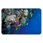 ヤギの群のまわりに生サンゴ マグネット (横)