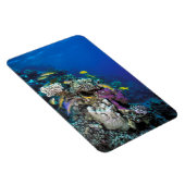 ヤギの群のまわりに生サンゴ マグネット (右側)