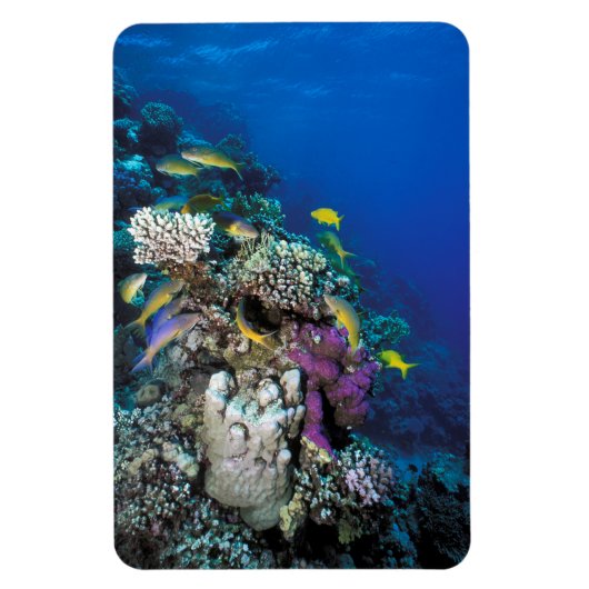 ヤギの群のまわりに生サンゴ マグネット (縦)