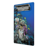 ヤギの群のまわりに生サンゴ ミニクリップボード (アングル2)