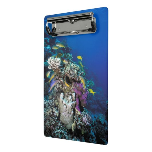 ヤギの群のまわりに生サンゴ ミニクリップボード (アングル2)